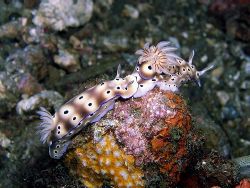 I can see your knickers! Two nudibranches play follow my ... by Rob Spray 